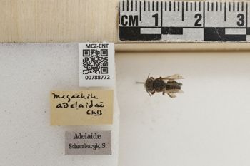 Media type: image;   Entomology 788772 Aspect: Labels